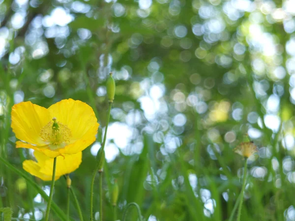 Sarı Bir Gelincik Çiçeğini Çimenlerin Bulanık Arka Planına Parlak Mavi — Stok fotoğraf