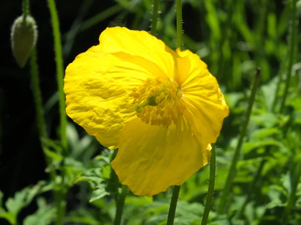 Parlak Sarı Bir Galli Gelincik Çiçeğine Yakın Bitki Örtüsünün Yeşil — Stok fotoğraf