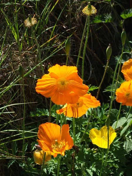 Parlak Sarı Galler Gelincik Çiçeklerini Kapatın Koyu Yeşil Bitki Örtüsü — Stok fotoğraf