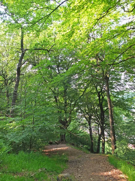 在西约克郡的硬城堡峭壁中 一条狭窄的土路被明亮的夏季森林树和蓝天环绕着 — 图库照片