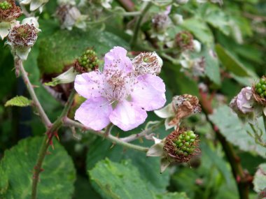 Yazın başında yapraklarla çevrili pembe böğürtlen çiçeklerini kapatın.