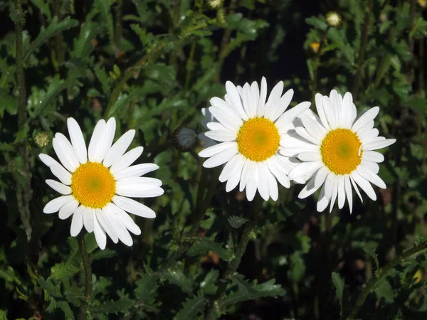 Makro Nahaufnahme Von Drei Gänseblümchen Sommersonnenlicht — Stockfoto