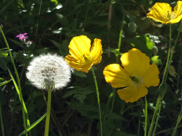 Close Bright Yellow Welsh Παπαρούνα Λουλούδι Άμμο Ένα Ρολόι Πικραλίδα — Φωτογραφία Αρχείου