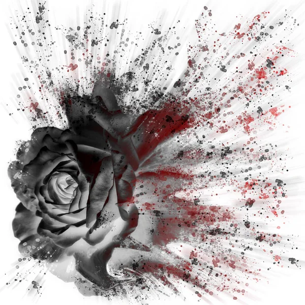 Dramatic Splash Effect Single Black Rose Floral Digital Art Red — Stock Photo, Image