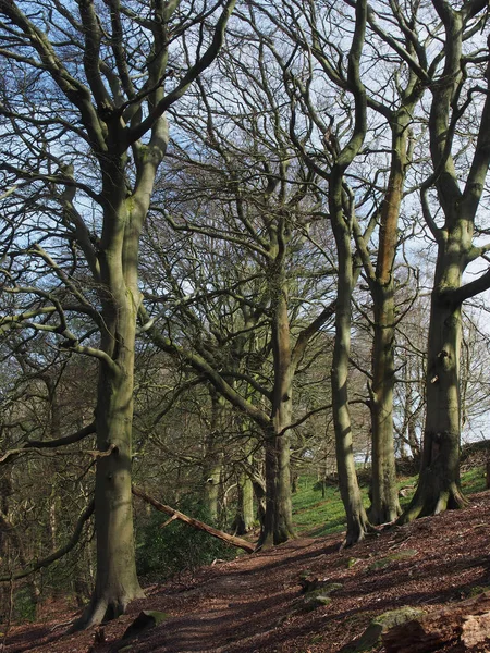 Hohe Alte Buchen Wald Einem Frühlingsmorgen Mit Sonnenlicht Auf Den — Stockfoto