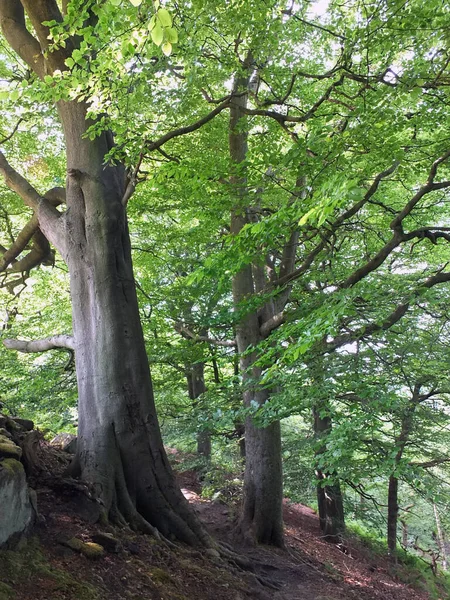 Hohe Waldbuchen Mit Leuchtend Grünen Sommerblättern Einem Hang Krähennestwäldern West — Stockfoto