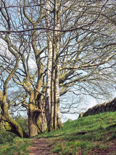早春林地景观 山边扭曲的老树与嫩叶之间的小路 — 图库照片