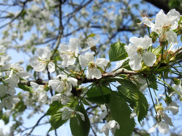 真っ青な空に輝く春の葉を持つ白い桜の花の終わり — ストック写真