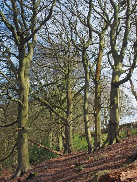 Hohe Alte Buchen Wald Einem Frühlingsmorgen Mit Sonnenlicht Auf Den — Stockfoto