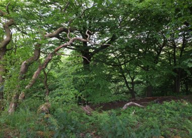 Batı Yorkshire 'daki sarp kayalıklarda açık yeşil orman ağaçları ve mavi gökyüzü ile çevrili bir orman.