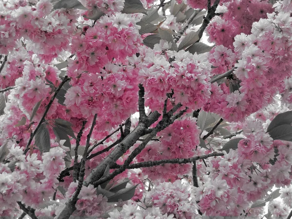 Vintage Duotone Weich Rosa Frühlingskirschblüte Mit Grünen Blättern — Stockfoto