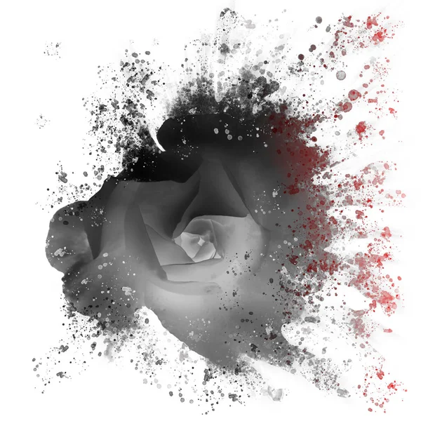 Dramático Efecto Salpicadura Solo Negro Rosa Floral Arte Digital Con —  Fotos de Stock