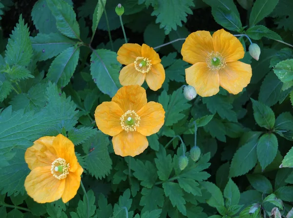 Close Bright Yellow Welsh Poppy Flowers Sunlit Green Vegetation Background — Stock Photo, Image