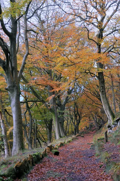 Solbelyst Gångstig Intill Mossbeklädda Stenar Hösten Skog Med Orange Och — Stockfoto