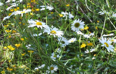 Yaz otlaklarında yetişen öküz gözlü papatyalar ve düğün çiçekleri.