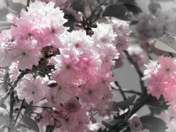 Vintage Duotone Rose Doux Printemps Fleur Cerisier Avec Des Feuilles — Photo