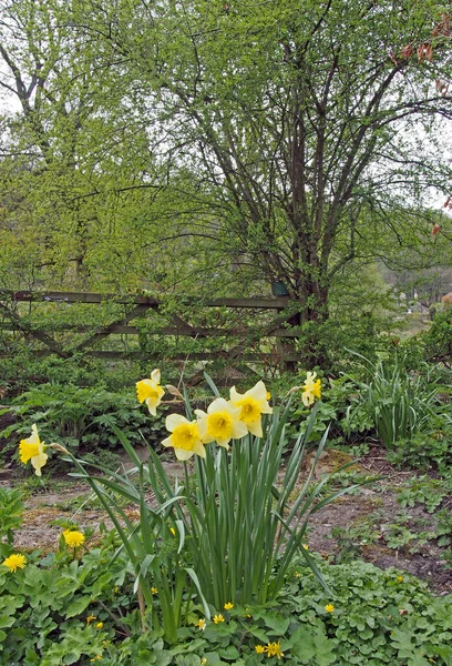 Groupe Jonquilles Sauvages Devant Une Porte Bois Entourée Végétation Printanière — Photo