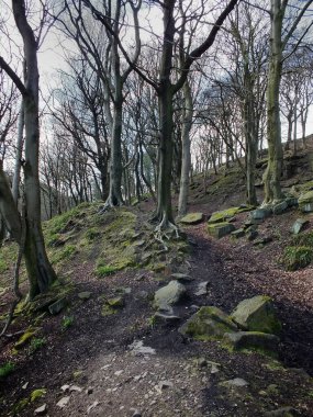 Yamaçtan yukarı doğru uzanan patika çıplak orman ağaçları ve yosun kaplı kayalarla çevrili.