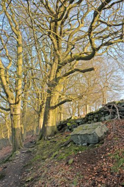 Bir bahar sabahı ormanlık alanda iki uzun kayın ağacı arasındaki patikada dallarda güneş ışığı ve mavi gökyüzü var.
