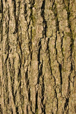 close up of rough textured common ash tree bark with green moss in the cracks clipart