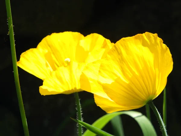 Parlak Sarı Galli Gelincik Çiçeğini Siyah Bir Arkaplana Yaklaştır — Stok fotoğraf