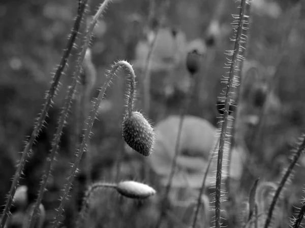 Image Monochrome Des Boutons Floraux Pavot Commun Avec Des Fleurs — Photo