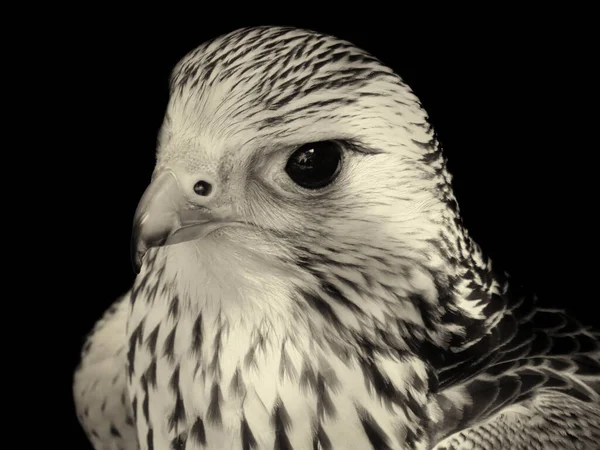 Sepia Tonificada Perto Kestrel Com Rosto Semi Perfil — Fotografia de Stock