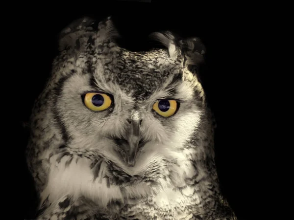 Portrait Long Eared Owl Close Black Background — Stock Photo, Image