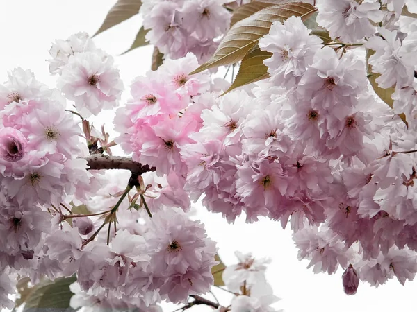 Flor Cereja Primavera Rosa Pálido Colorido Seletivo Com Folhas Verdes — Fotografia de Stock