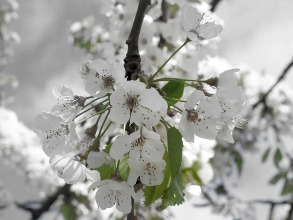 Fleur Cerisier Printemps Blanche Couleur Sélective Avec Des Feuilles Vertes — Photo