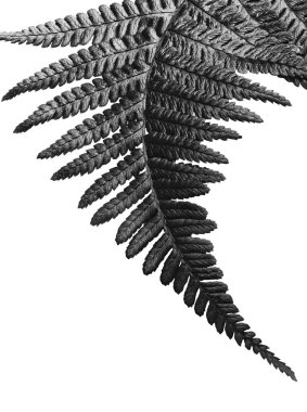 Beyaz arkaplandaki tek renkli eğrelti otu yaprağını kapat