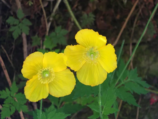 Parlak Sarı Galli Gelincik Çiçeğini Koyu Bir Arkaplana Yaklaştır — Stok fotoğraf