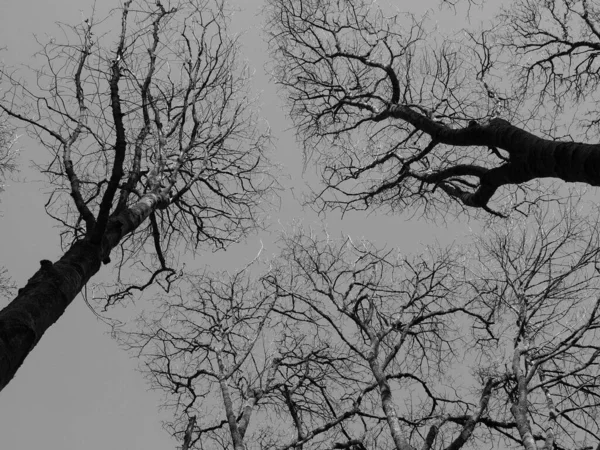 Blick Von Oben Auf Die Äste Winterlicher Waldbäume Vor Grauem — Stockfoto