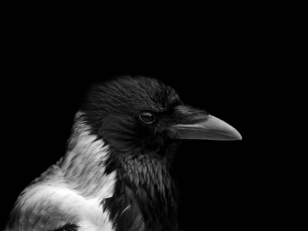 Retrato Monocromo Cuervo Encapuchado Primer Plano Con Cara Perfil —  Fotos de Stock