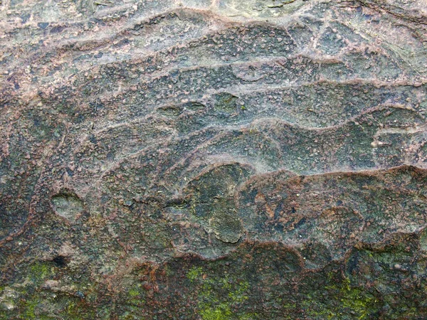 Close Ancient Worn Tree Trunk Rippled Surface Moss — Stock Photo, Image