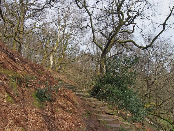 Stufenweg Bergauf Zwischen Alten Buchen Wald Einem Frühlingsmorgen Kahle Äste — Stockfoto