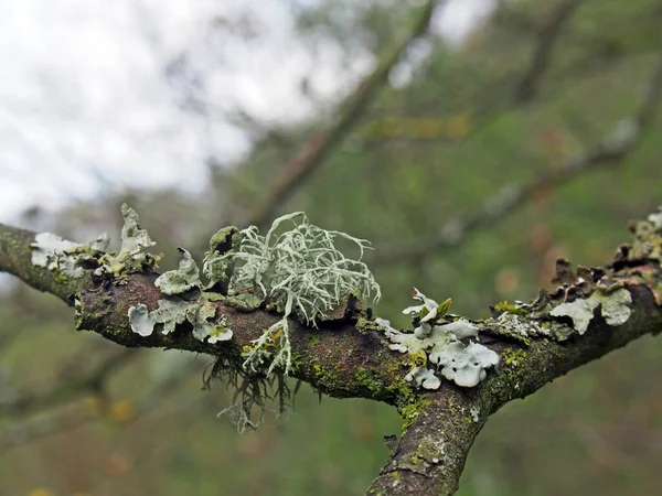 Primer Plano Diferentes Líquenes Que Crecen Una Rama Árbol Forestal —  Fotos de Stock