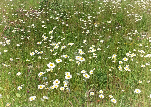 Eye Daisies Buttercups Growing Summer Meadow — Stock Photo, Image