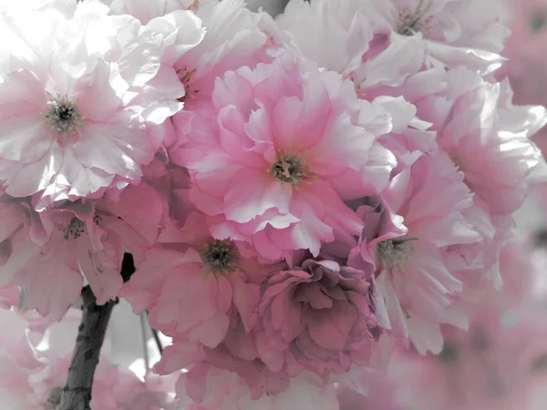 Seçici Renkli Soluk Pembe Bahar Kiraz Çiçeği Bulanık Arka Plan — Stok fotoğraf