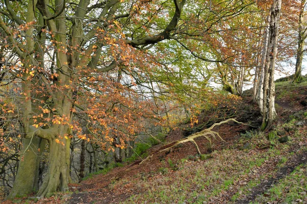 Herbstliche Waldlandschaft Mit Einem Hangweg Zwischen Bäumen Mit Abgefallenen Ästen — Stockfoto