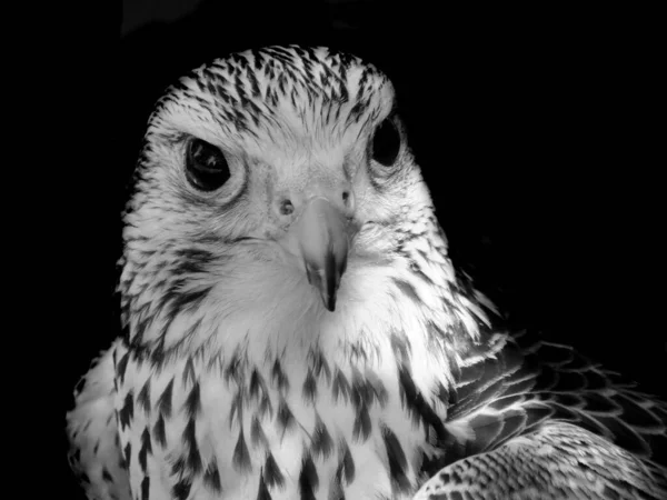 Monochromatyczny Zbliżenie Portret Kestrel Skierowany Kamery — Zdjęcie stockowe