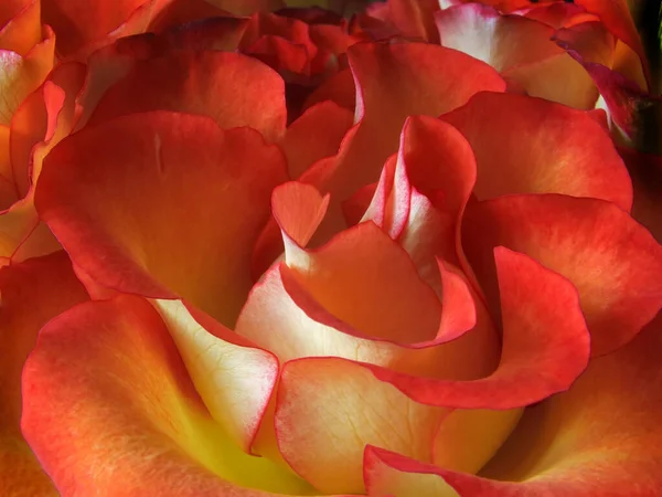 Full Frame Primo Piano Una Rosa Rossa Gialla Brillante — Foto Stock