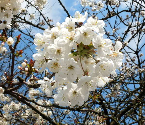 Gros Plan Fleurs Cerisier Blanc Brillant Entouré Branches Ciel Printanier — Photo