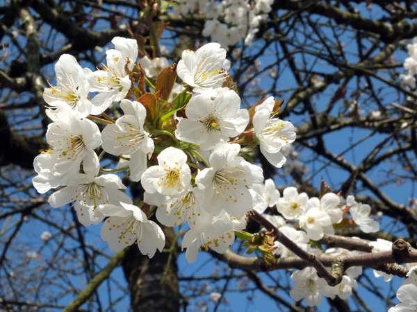 Gros Plan Fleurs Cerisier Blanc Brillant Entouré Branches Ciel Printanier — Photo
