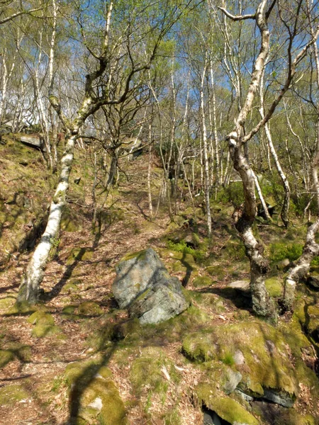 Bosque Abedules Una Ladera Empinada Con Rocas Cubiertas Musgo Cielo — Foto de Stock