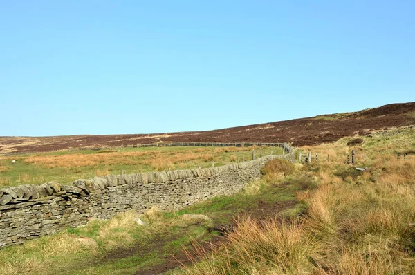 Calderdale Batı Yorkshire Midgley Bataklığının Aşağısında Otlayan Bir Koyunla Çevrili — Stok fotoğraf