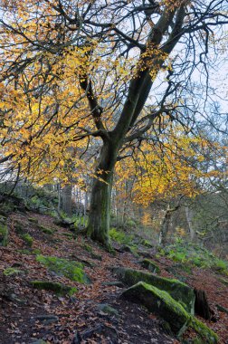 Ormanın kenarındaki tek bir uzun kayın ağacı. Parlak sarı sonbahar yaprakları yosun kaplı kayalarla çevrili.