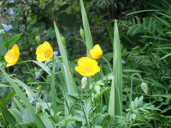 Крупным Планом Ярко Желтые Валлийские Маковые Цветы Загорелой Зеленой Растительностью — стоковое фото