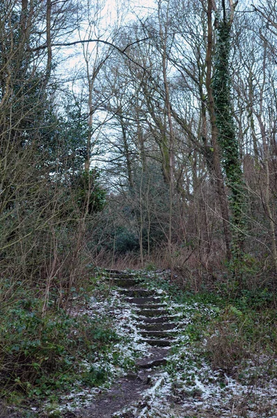 在密密麻麻的林地里的老树和白雪覆盖的常春藤之间 走上坡的小径 — 图库照片