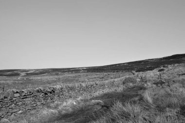 Calderdale Batı Yorkshire 'da Midgley bataklığının aşağısında otlayan bir koyunla çevrili uzun, kuru bir taş duvar.